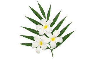 flowers at nusa dua beach grill